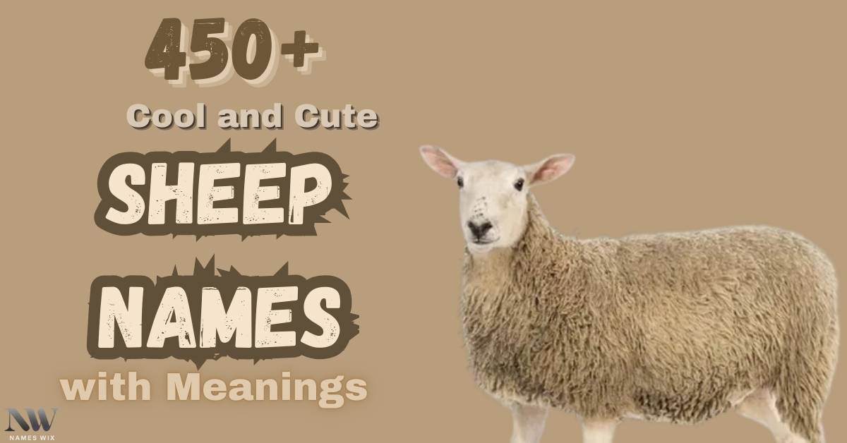 Sheep Names