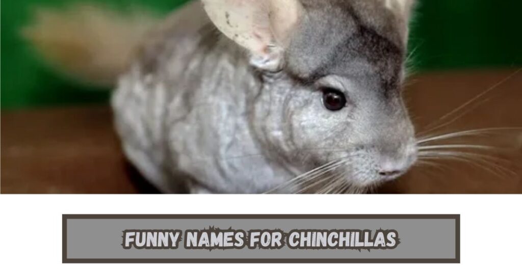 Chinchilla Names