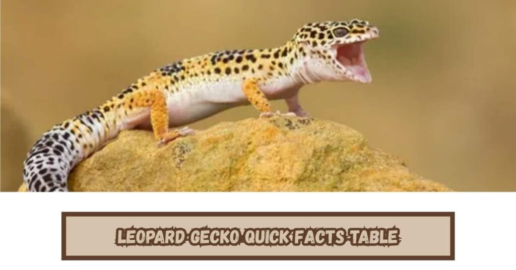 Leopard Gecko Quick Facts Table