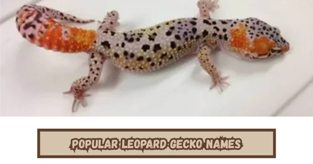 Popular Leopard Gecko Names