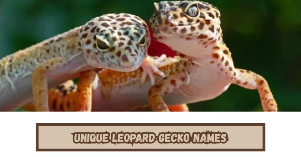 Unique Leopard Gecko Names