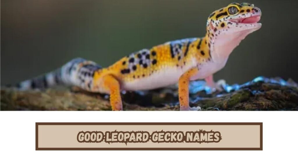 Good Leopard Gecko Names