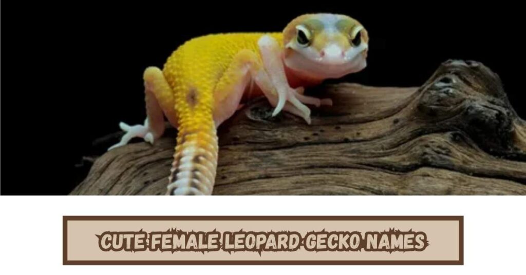 Cute Female Leopard Gecko Names