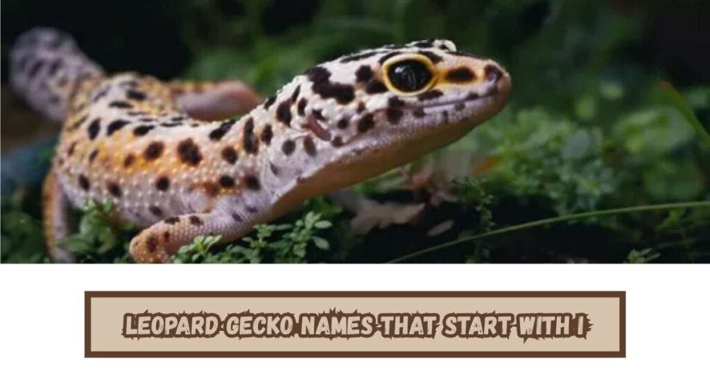 Leopard Gecko Names that Start with I