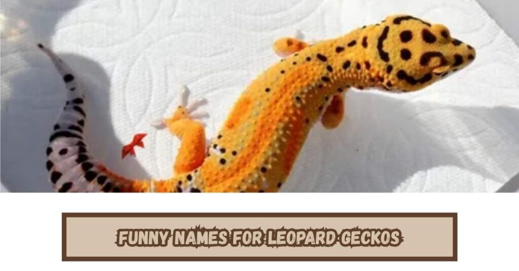 Funny Names for Leopard Geckos