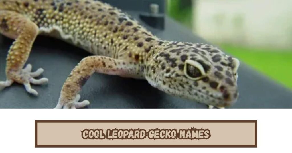 Cool Leopard Gecko Names