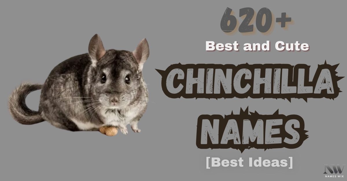 Chinchilla Names